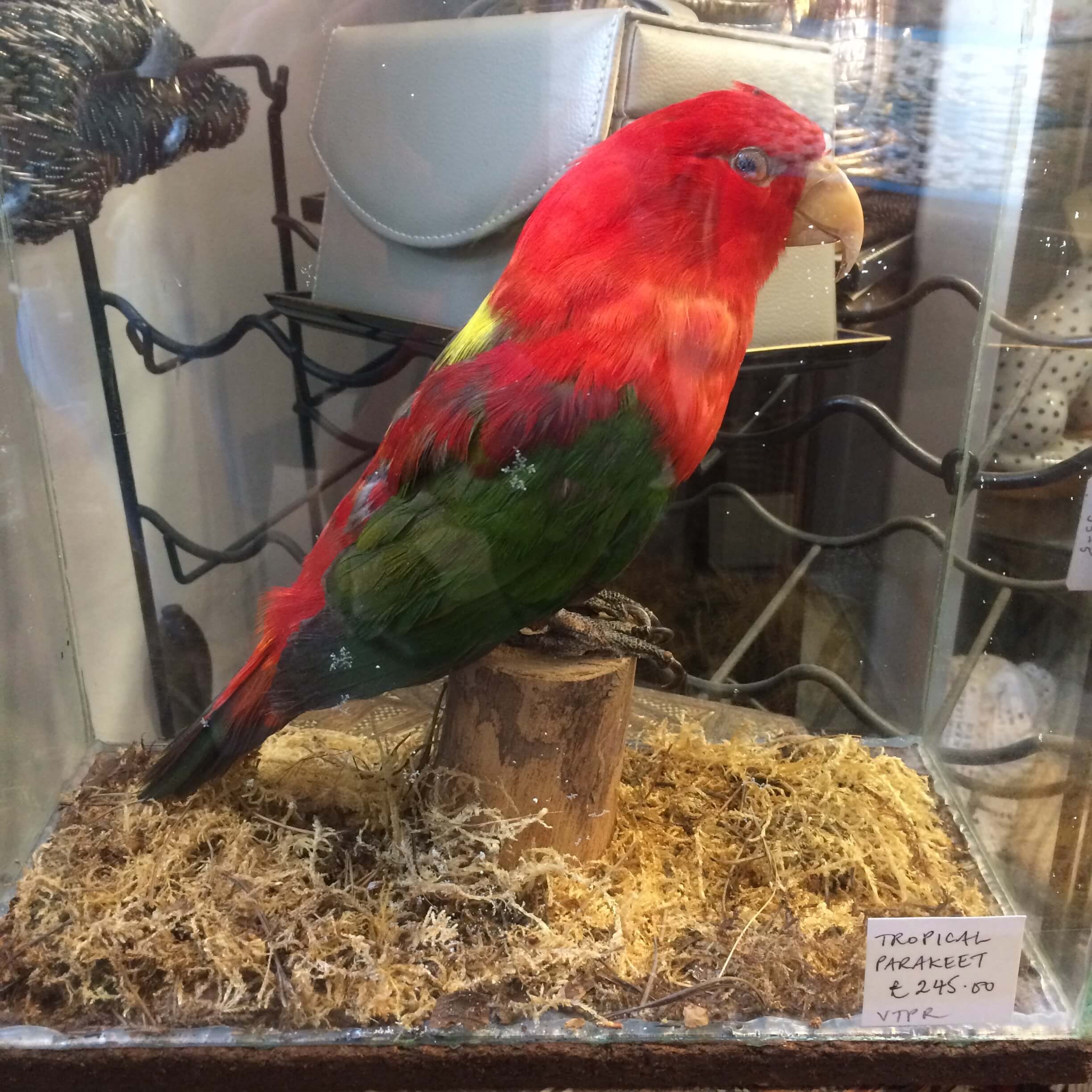 Tropical Parakeet